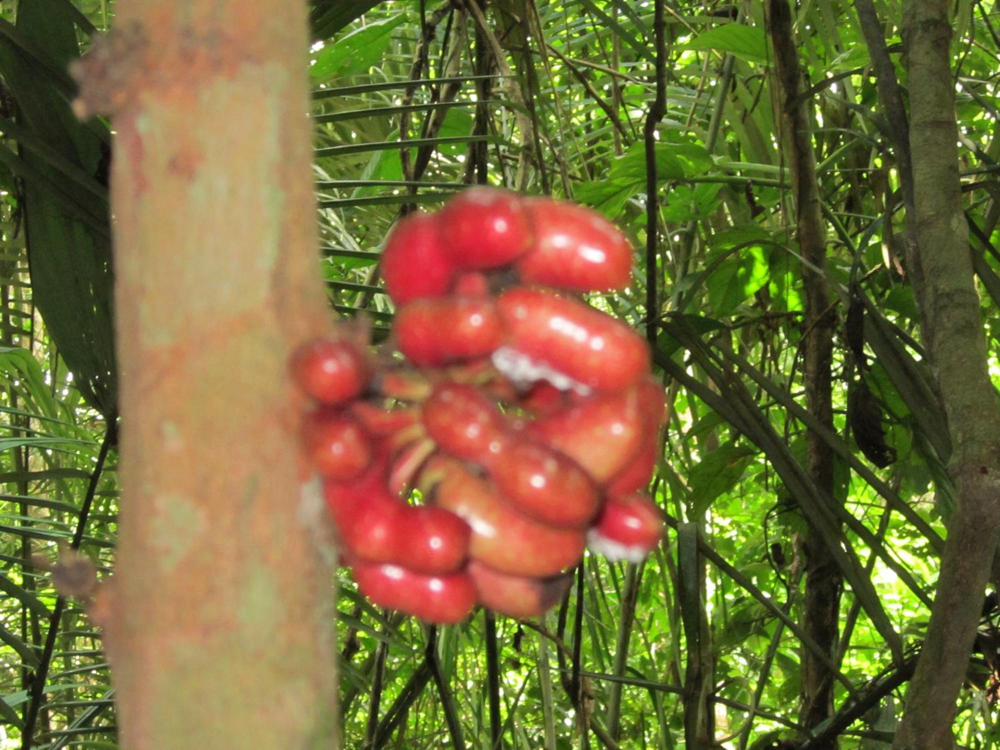 Tambopata River Puerto Maldonado Exteriör bild