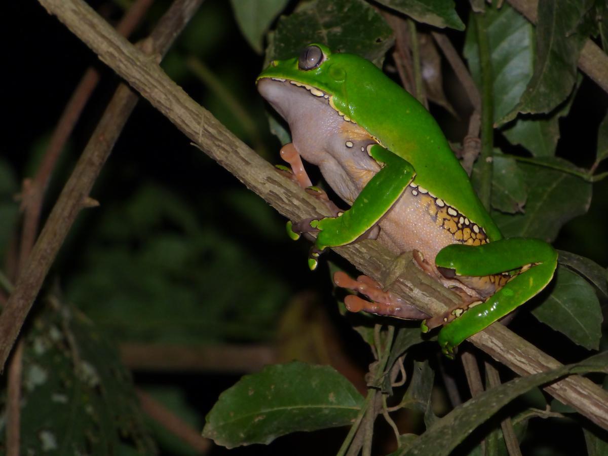 Tambopata River Puerto Maldonado Exteriör bild